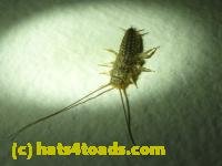 /home//u458753944/public_html/sourcegallery////////Insects and small critters/silverfish (Zygentoma)/P1060384.JPG